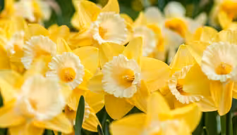 Nærbillede af en levende klynge af gule påskeliljer i fuldt flor, med blege centre og aflange kronblade, sat mod en baggrund med blødt fokus af grønt.